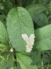 Calycomyza flavinotum