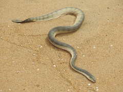 Hydrophis schistosus