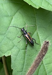 Strangalepta abbreviata