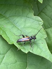 Strangalepta abbreviata