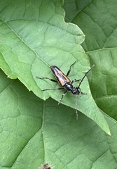 Strangalepta abbreviata