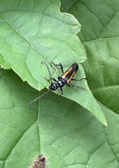 Strangalepta abbreviata