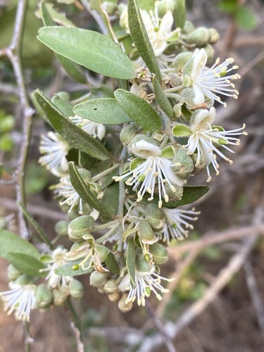 Capparis image