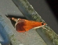 Pyrausta bicoloralis