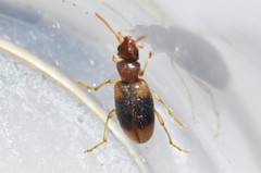 Amblyderus granularis