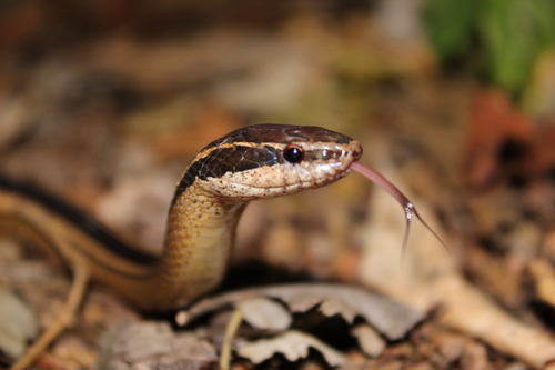Faded Black-striped Snake