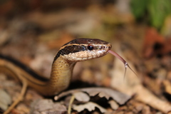 Coniophanes schmidti