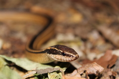 Coniophanes schmidti