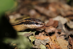 Coniophanes schmidti