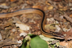 Coniophanes schmidti