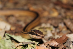 Coniophanes schmidti