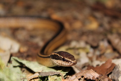 Coniophanes schmidti