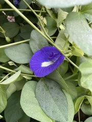 Clitoria ternatea