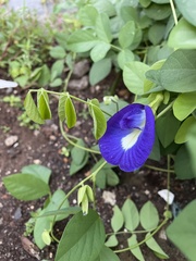 Clitoria ternatea