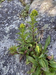 Solidago spithamaea