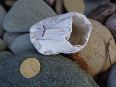 Austromegabalanus nigrescens