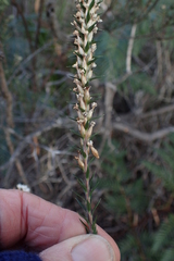 Epacris lanuginosa