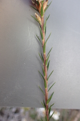 Epacris lanuginosa