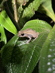 Eleutherodactylus brittoni