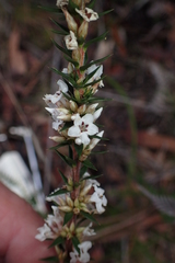 Epacris lanuginosa