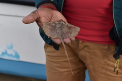 Brevitrygon imbricata