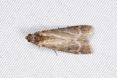Pyla fusca