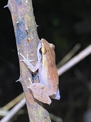 Eleutherodactylus brittoni
