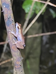 Eleutherodactylus brittoni