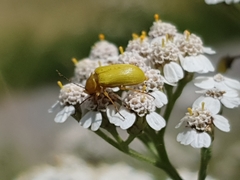 Cteniopus sulphureus