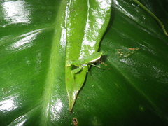 Tithrone roseipennis