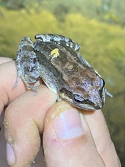 Leptodactylus albilabris