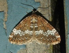 Perizoma alchemillata