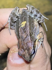 Leptodactylus albilabris