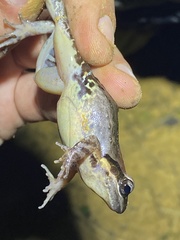 Leptodactylus albilabris