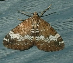 Perizoma alchemillata