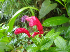 Centropogon cornutus