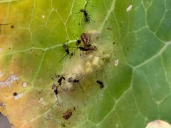 Cotesia glomerata bracovirus