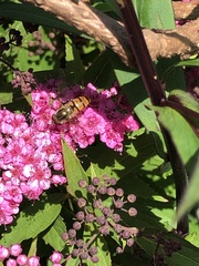 Episyrphus balteatus
