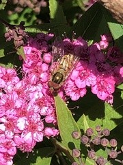 Episyrphus balteatus