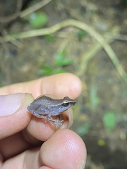 Eleutherodactylus brittoni