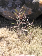 Festuca vivipara