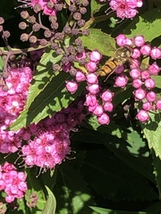 Episyrphus balteatus