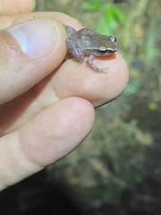 Eleutherodactylus brittoni