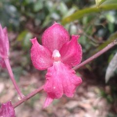 Comparettia falcata