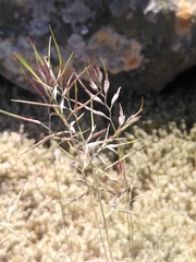 Festuca vivipara