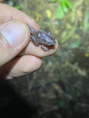 Eleutherodactylus brittoni