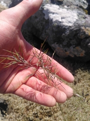 Festuca vivipara