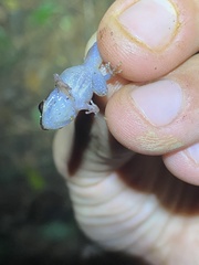 Eleutherodactylus brittoni