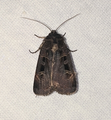 Pseudohermonassa tenuicula