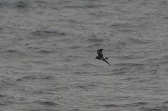 Hydrobates leucorhous